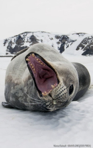 Yawn savage - Terra Nova Bay - Antarctica by Marco Faimali (ismar-Cnr) 